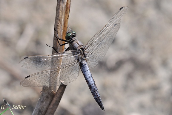 Großer Blaupfeil (Orthetrum cancellatum)